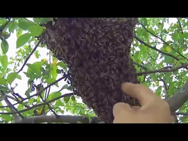 Снять рой пчёл с яблони. (Pick up a swarm of bees from an apple tree)