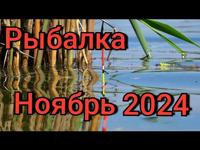 Рыбалка на поплавок 17 ноября 2024 г. на лесной реке!Эти дикие рыбины топят поплавок на дно!