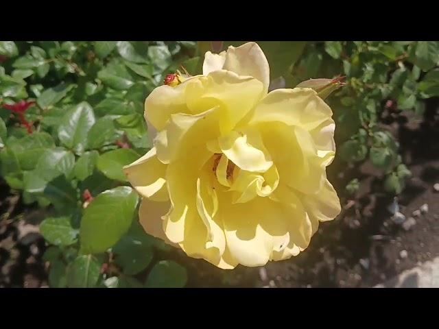 ROSES dream, Yellow  РОЗЫ Желтые, мечта РОЗОВЫЕ  ВСЕ