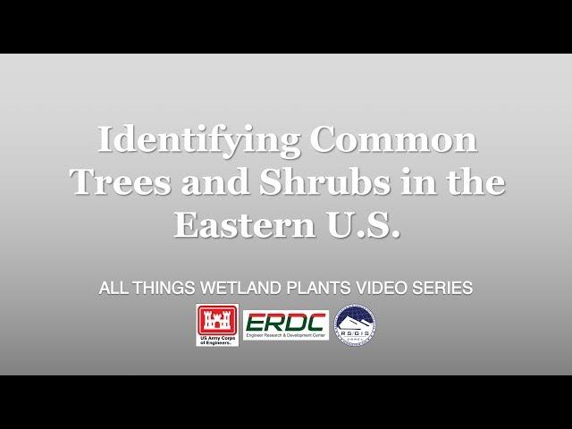 Identifying Common Trees and Shrubs in the Eastern U.S.