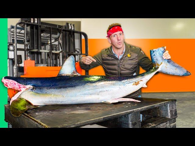 Surviving Australia!! Catching & Cooking Their WILDEST Animals!!