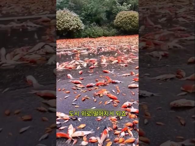 도시 전체에 퍼진 물고기 비, 그 이유는 ?
