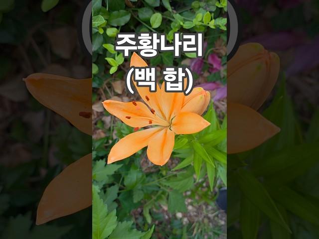 꽃이팡팡 ~ 주황 나리(백합)~