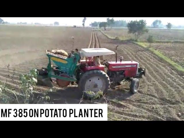 Mf 385 performance on potato  planter || potato farming