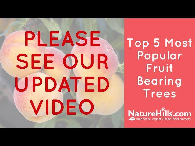 Older Video | Top 5 Most Popular Fruit Bearing Trees | NatureHills.com