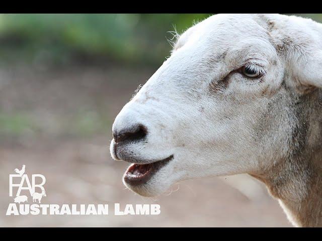 AUSTRALIAN LAMB