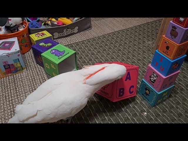 Cockatoo & The Towering Boxes