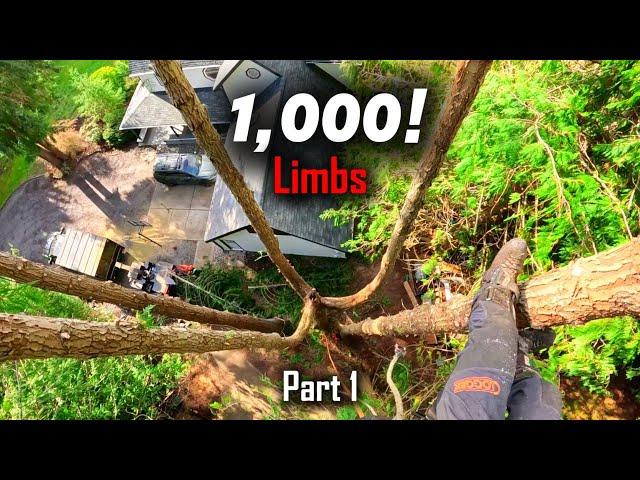We Lost Our Minds After Cutting 1,000 Limbs! Cedar Removals Part 1