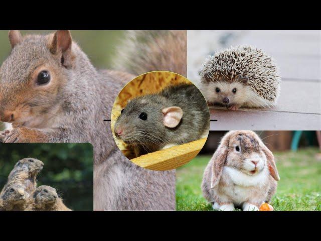 RODENTS - LES RONGEURS SAUVAGES