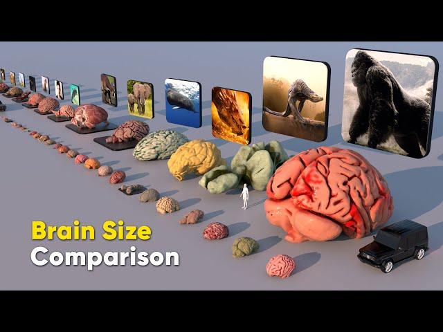 Brain Size Comparison 3D | Biggest Brain | Fictional Brain