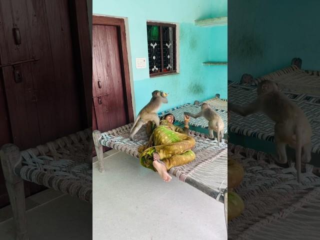 Itni kirpa sanware banaye rakhna #shree_krishna_ringtone #monkeyvideosforkids #monkey