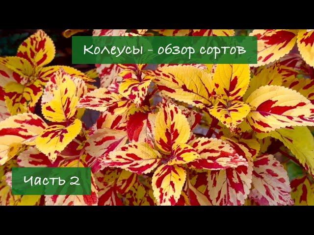 #2 Колеусы в Украине - Обзор лучших сортов, 2 серия / 2024 / Garden Coleus