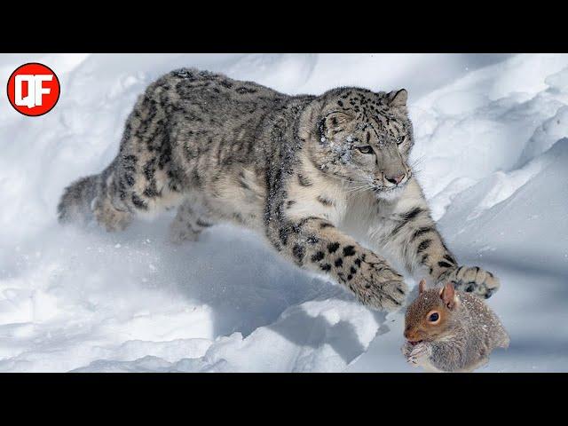 LEOPARDO DAS NEVES CAÇANDO EM ALTURAS INCRÍVEIS.(Animais Selvagens)