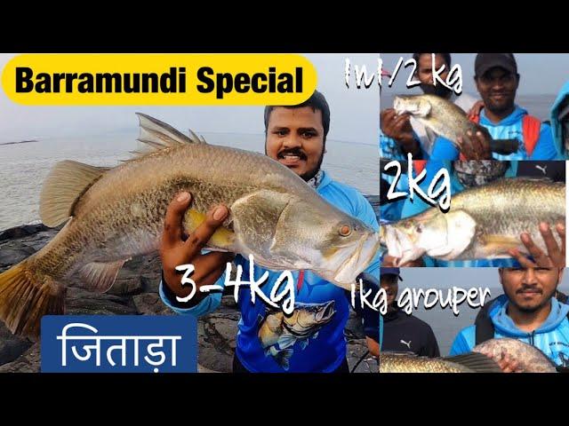 Barramundi (Jitada) | पकडले नुसत्ते जिताडी मासे | Kasha Dev best fishing spot near mumbai Droneshots