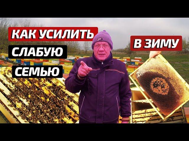Пасека в ноябре Работы на пасеке осенью  Подготовка пчел к зимовке