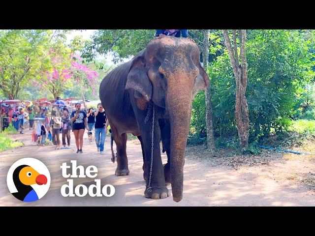 Elephant Rescued After 50 Years In Chains | The Dodo