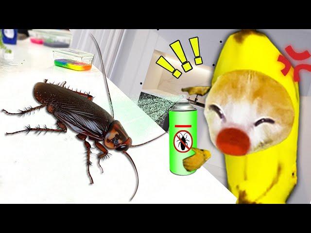 Banana Cat vs. The Cockroach: A Hilarious Battle of Fear!  Baby Banana Cat Compilation | Cat MEME 