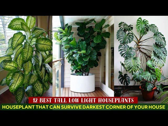 12 Best Tall Low Light Houseplants #indoorplants