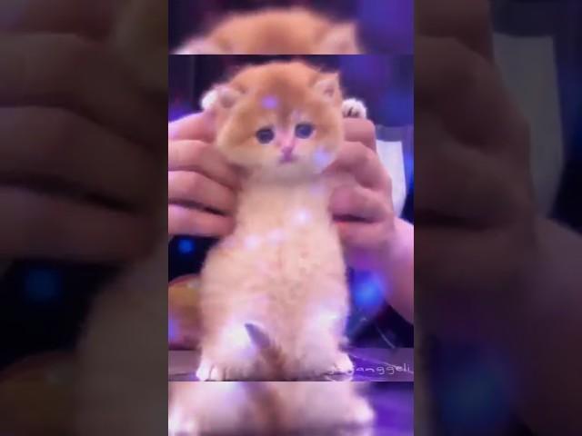 Cats dance APT APT  #apt #cute #catdance #meow