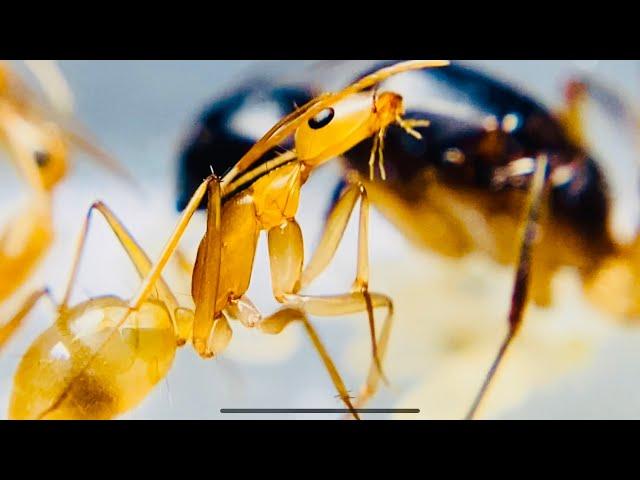 Camponotus Maculatus #1 UNE ESPÈCE RÊVÉE