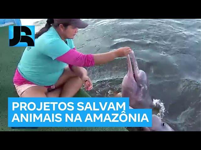 Projetos ambientais salvam a vida de animais ameaçados de extinção na Amazônia