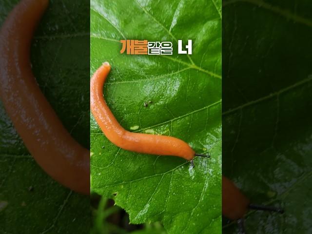 Urechis unicinctus?│개불같은 너 