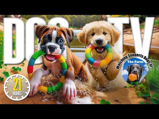 21 Hours of Dogs Playing at Daycare  Anti Anxiety Music for Dogs  Videos for Dogs to Watch Dog TV