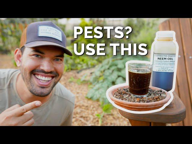 How to Use Neem Oil to Control Pests & Diseases