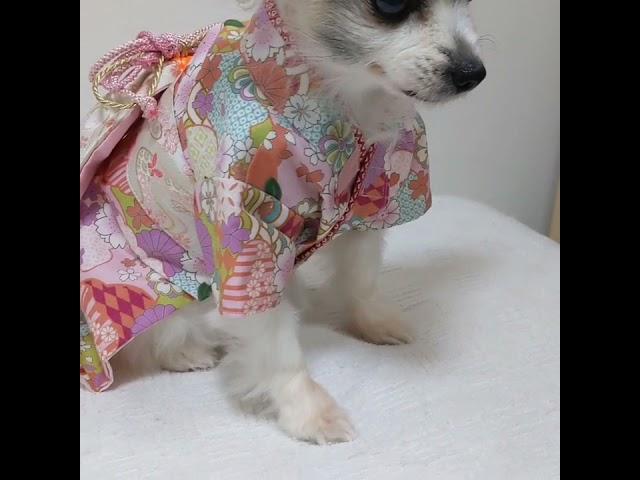 Kimono wear with new year music　