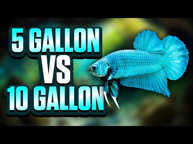 5 Gallon Vs 10 Gallon Tanks: Which Aquarium Size Is Best For You?