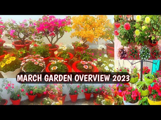 MARCH GARDEN OVERVIEW 2023 | GARDEN LOADED WITH HEAVY BLOOMS 