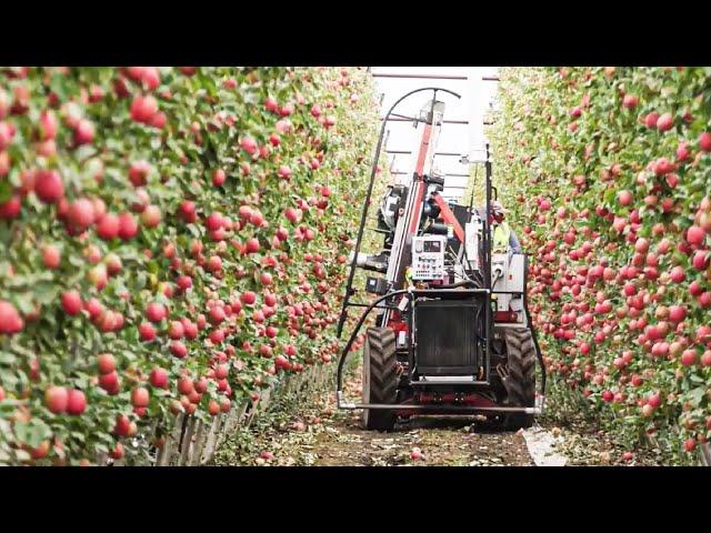 How to produce millions of Apple Tree - Apple Seedlings Production - Harvesting and processing Apple