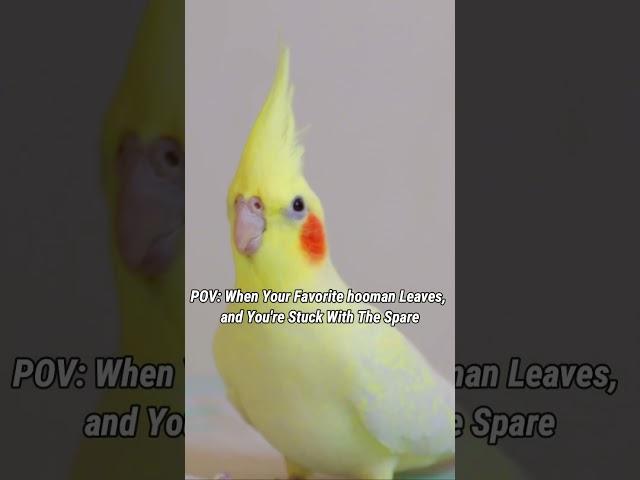 Are You The Favourite Hooman Or The Spare? 