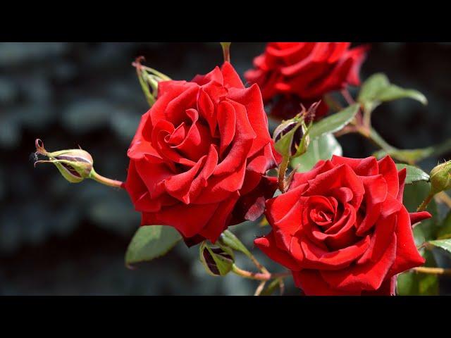 Музыка для Души и Цветы (Beautiful flowers) !!!