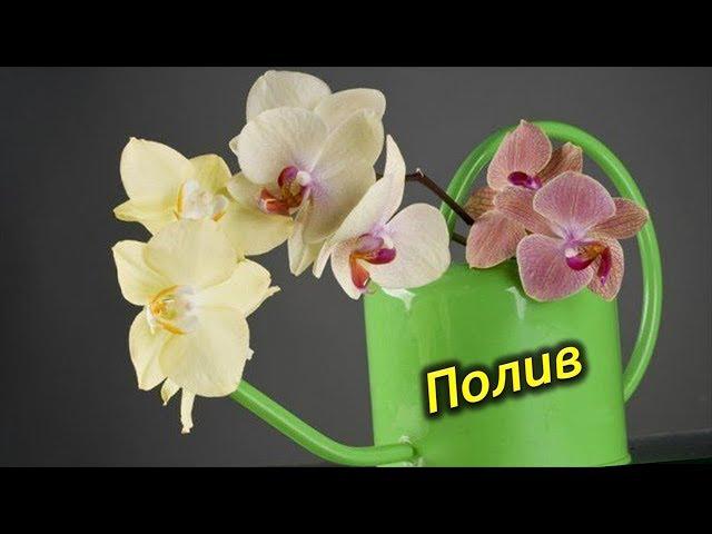 Полив Орхидей! Как правильно поливать Орхидеи!