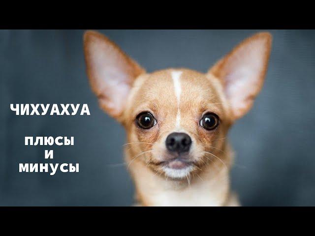 ЧИХУАХУА. Плюсы и минусы породы Chihuahua