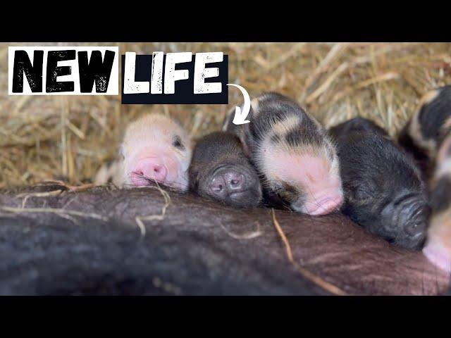 Life on the Farm: Adorable Piglets Born in Winter!