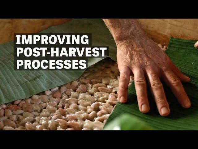 Improving Post-Harvest Practices In Hawaii | Ep.114 | Craft Chocolate TV