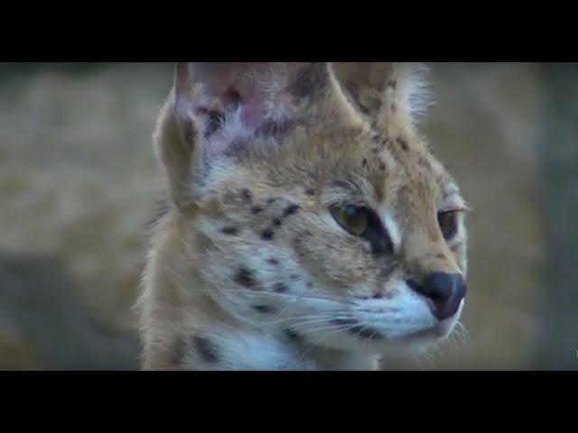 Serval - Leptailurus serval