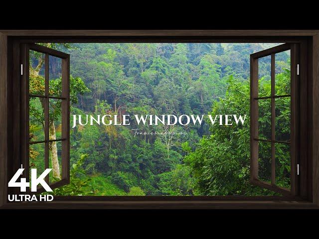 4K Jungle open window view with birds singing - Relaxing, Calming, Ambience, white noise