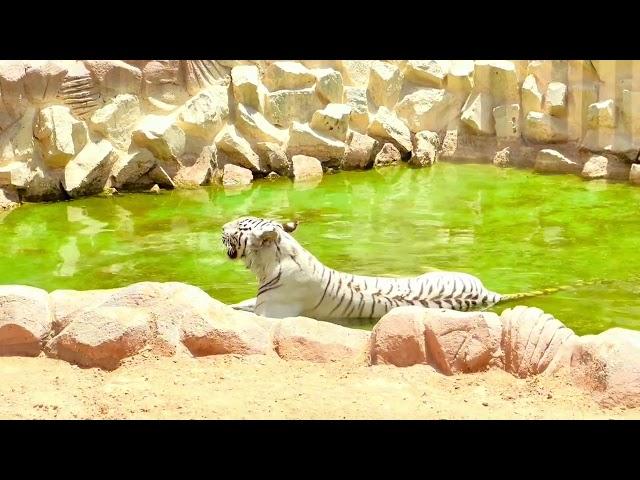 Beating the Heat- Riyadh, KSA