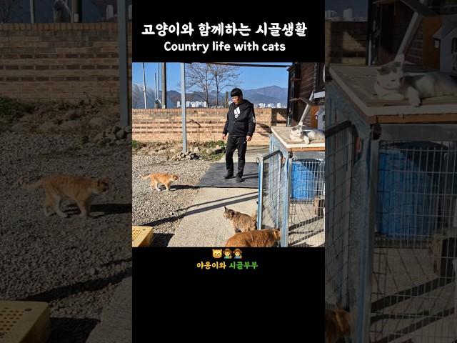 Country cats  고양이와 함께하는 시골생활