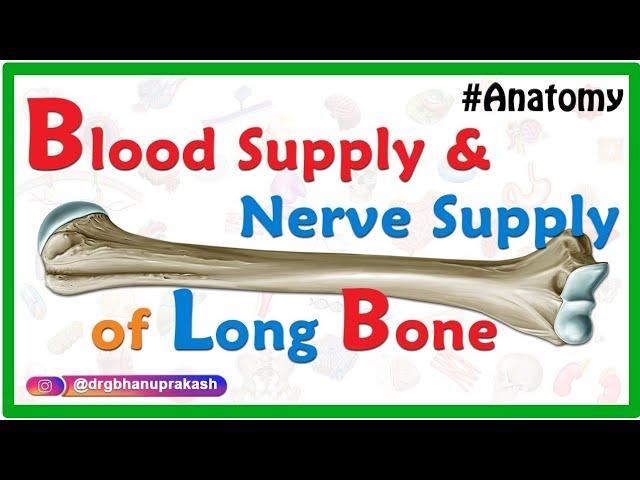 Blood supply and Nerve supply of Long bone - General Anatomy animations