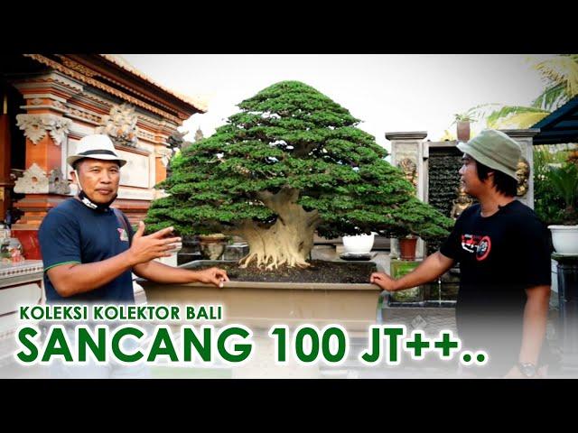 BONSAI SANCANG 100 JT++