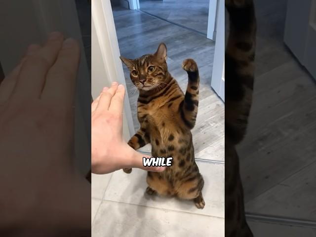 Is Your Cat Left or Right Pawed? 