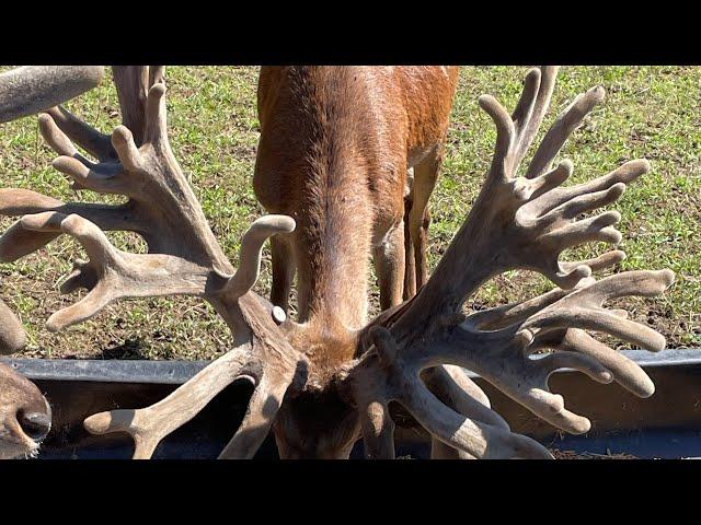 Red stag | Process of Antler growth