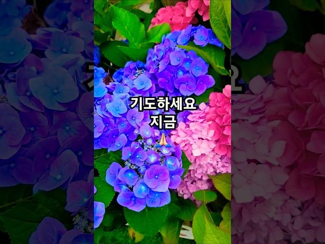 아직 포기하지 마세요 #기도하세요지금 #복음성가 #복음송 #찬양 #찬송 #기도 #지금 #포기 #주님 #간절 #하늘 #절망 #의지 #믿음 #슬픔 #고통 #여름 #수국 #수국꽃