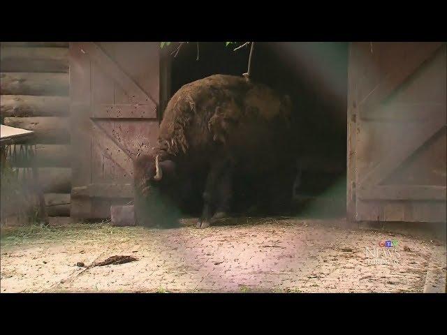 City of Toronto investigating after High Park Zoo bison dies