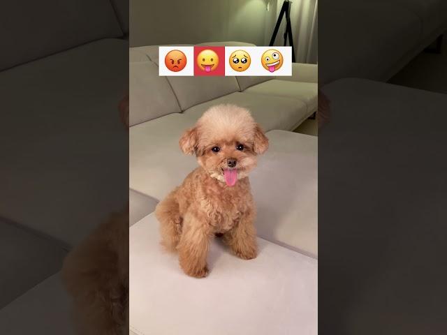 나처럼 해봐yo 이모지 따라하기 #미소아라티티 #미소아라