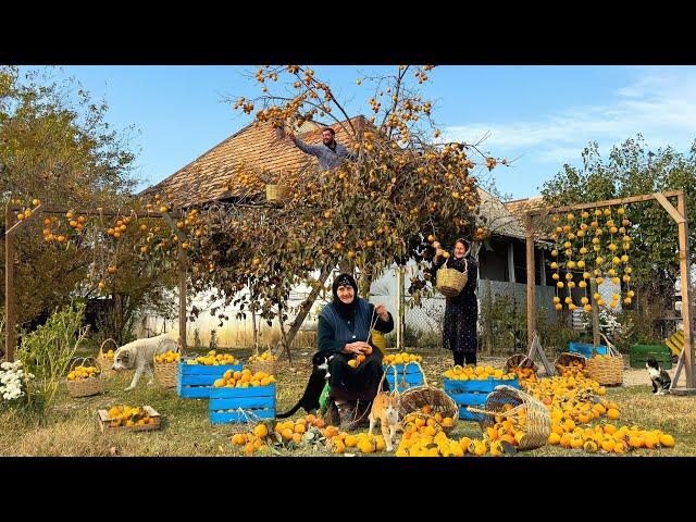 Harmonious Living: Persimmon Harvesting & Rural Traditions in the Caucasus